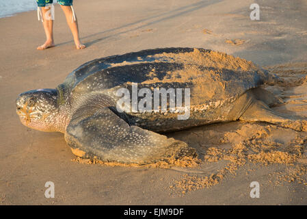 Lederschildkröte, die Rückkehr zum Meer nach nisten am Strand, Dermochelys Coriacea, Matapica, Surinam Stockfoto