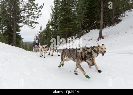Eagle Cap Extreme Hundeschlittenrennen in Oregon Wallowa Mountains. Stockfoto