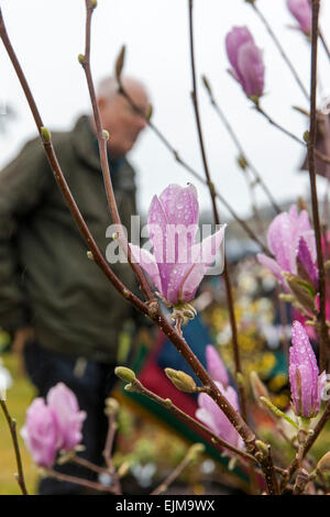 Boconnoc, Lostwithiel, Cornwall. 28. März 2015. Cornwall Spring Flower Show Credit: Barry Bateman/Alamy Live-Nachrichten Stockfoto