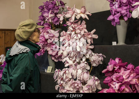 Boconnoc, Lostwithiel, Cornwall, 28. März 2015. Cornwall Spring Flower Show Stockfoto