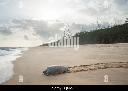 Grüne Schildkröte Rückkehr zum Meer nach nisten am Strand, Chelonia Mydas, Matapica, Surinam Stockfoto