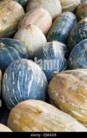 Kürbisse zum Verkauf auf dem Markt, Nieuw-Nickerie, Suriname Stockfoto