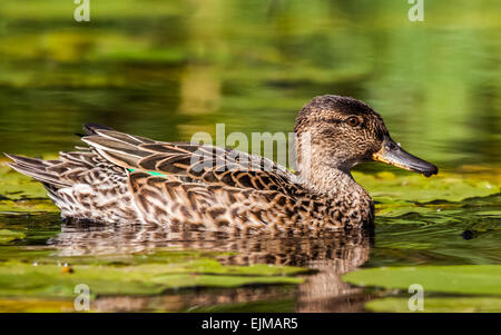 Weibliche eurasischen Krickente (Anas Vogelarten) Stockfoto