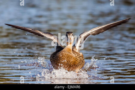 Weibliche Stockente (Anas Platyrhynchos) Landung auf Wasser Stockfoto