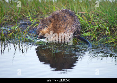 Bisamratte sitzen am Ufer am Wasser Essen, Yellowstone-Nationalpark, Wyoming, Vereinigte Staaten von Amerika. Stockfoto