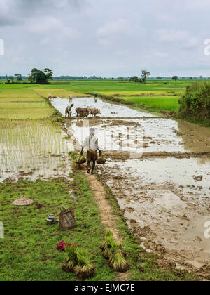 Männer und Frauen, die mit traditionellen hölzernen Pflug und Ochsen pflügen Reisfelder und Pflanzen Reis Setzlinge in Assam, Indien. Stockfoto