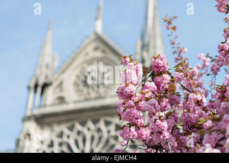 Kwanzan Kirsche Bäume blühen in den Gärten an der Kathedrale Notre Dame, Paris, Frankreich Stockfoto