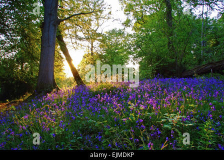 Blaue Glocken in der New Forest-Hampshire Stockfoto