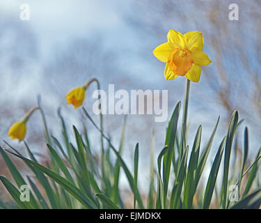 Niedrigen Winkel Ansicht der Narzissen im Park UK Stockfoto
