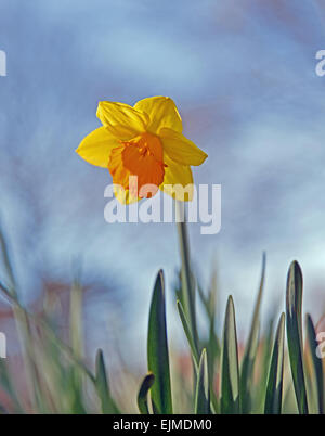 Niedrigen Winkel Ansicht der Narzissen im Park UK Stockfoto