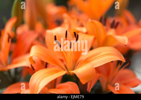 Asiatische Lilie Lilium Orange Matrix Stockfoto