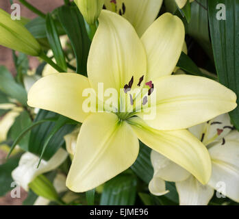 Lilium Trebbiano, grüne Asiatic Lilie Blume Stockfoto