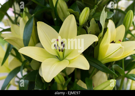 Lilium Trebbiano, grüne Asiatic Lilie Blume Stockfoto