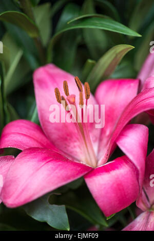 Lilium Cecina, Hybrid Lilie Blume Stockfoto