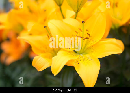 Lilium tanzen Freude, gelbe Lilie Blume Stockfoto