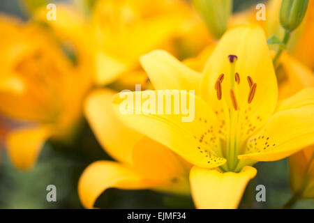 Lilium tanzen Freude, gelbe Lilie Blume Stockfoto