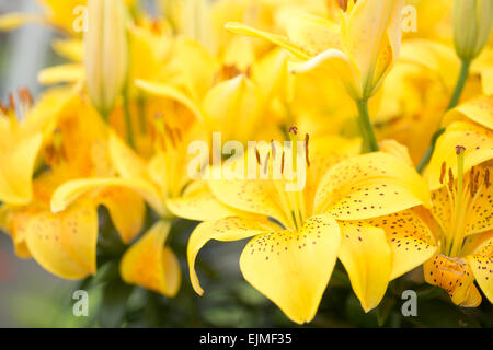 Lilium sonnige Freude, gelbe Lilie Blume Stockfoto