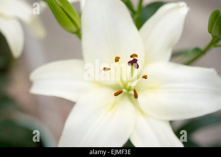 Lilium Nova Freude, weiße Asiatic Hybrid Lilie Stockfoto