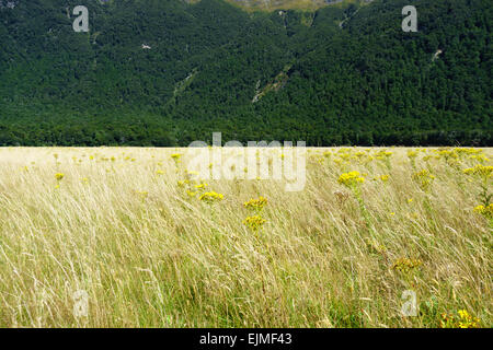 Rees-Track Tal am Fuß Chinamans Bluff nach Dart River, Otago, Südinsel, Neuseeland. Stockfoto