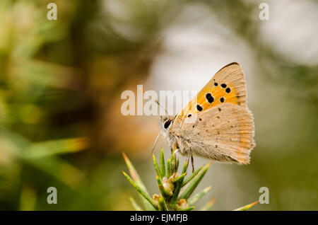 Kleine Kupfer Schmetterling Stockfoto