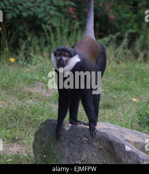 Zentralen afrikanischen L'Hoest Affe (grüne Lhoesti) in Apenheul Primate Park, Apeldoorn, Niederlande Stockfoto