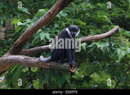 Zentralen afrikanischen L'Hoest Affe (grüne Lhoesti) in einem Baum Stockfoto