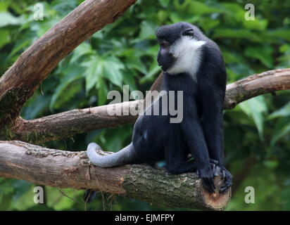 Zentralen afrikanischen L'Hoest Affe (grüne Lhoesti) in einem Baum, im Profil gesehen Stockfoto