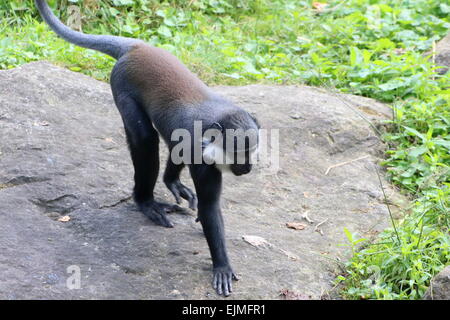 Zentralen afrikanischen L'Hoest Affe (grüne Lhoesti) in Apenheul Primate Park, Apeldoorn, Niederlande Stockfoto