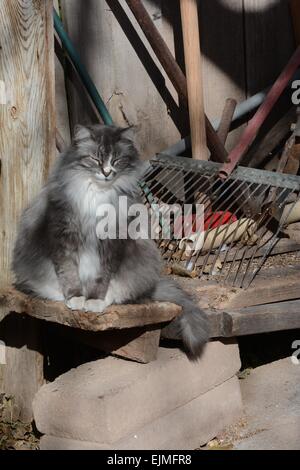 Langhaarige Katze sitzt in der Sonne - Albuquerque, New Mexico - USA Stockfoto