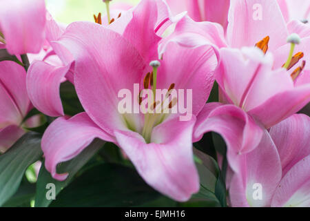 Lilium Tabledance, Oriental Trompete Hybrid Lilie Stockfoto