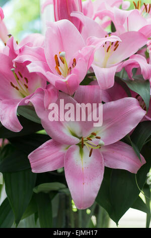 Lilium Tabledance, Oriental Trompete Hybrid Lilie Stockfoto