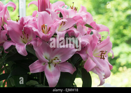 Lilium Tabledance, Oriental Trompete Hybrid Lilie Stockfoto