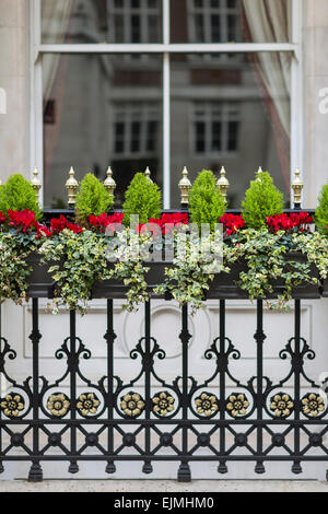 Schmiedeeiserne Geländer mit Sträuchern und Blumen, London Stockfoto