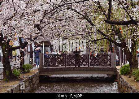 Kyoto, Japan. 29. März 2015. Kirschblüten sind fast aber nicht ganz in voller Blüte Takase Fluss entlang, aber sie hören nicht auf Bewohner in Kyoto, Westjapan, vor einem Wertzuwachs ihrer ätherische, ephemere, zarte Schönheit auf Sonntag, 29. März 2015. © Natsuki Sakai/AFLO/Alamy Live-Nachrichten Stockfoto