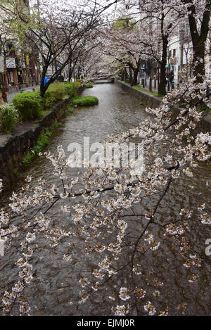 Kyoto, Japan. 29. März 2015. Kirschblüten sind fast aber nicht ganz in voller Blüte Takase Fluss entlang, aber sie hören nicht auf Bewohner in Kyoto, Westjapan, vor einem Wertzuwachs ihrer ätherische, ephemere, zarte Schönheit auf Sonntag, 29. März 2015. © Natsuki Sakai/AFLO/Alamy Live-Nachrichten Stockfoto