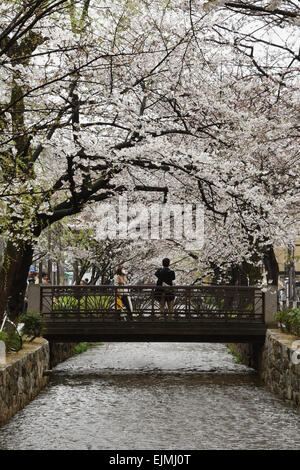 Kyoto, Japan. 29. März 2015. Kirschblüten sind fast aber nicht ganz in voller Blüte Takase Fluss entlang, aber sie hören nicht auf Bewohner in Kyoto, Westjapan, vor einem Wertzuwachs ihrer ätherische, ephemere, zarte Schönheit auf Sonntag, 29. März 2015. © Natsuki Sakai/AFLO/Alamy Live-Nachrichten Stockfoto