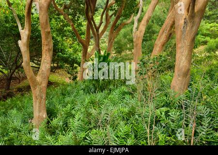 Üppige tropische Landschaft im Limahuli Garten und Konserve, Kauai Hawaii. Stockfoto