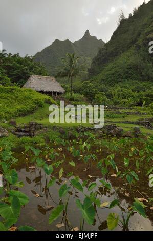 Üppige tropische Landschaft im Limahuli Garten und Konserve, Kauai Hawaii. Stockfoto