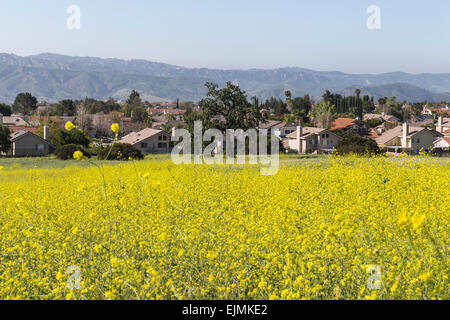Senf Wildblumenwiese mit s Hintergrund in der Nähe von Los Angeles in Simi Valley, Kalifornien. Stockfoto