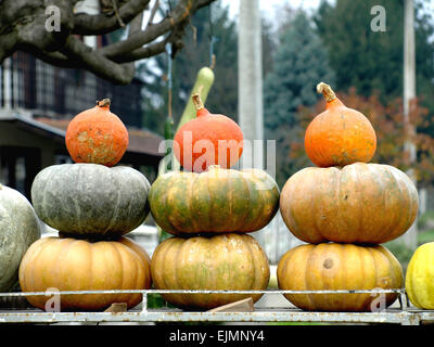 Schöne bunte Pracht der Herbst Kürbisse gezeigt Stockfoto