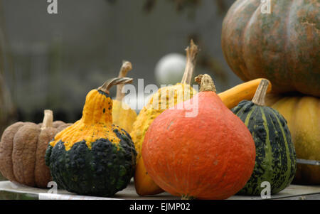 Schöne bunte Pracht der Herbst Kürbisse gezeigt Stockfoto