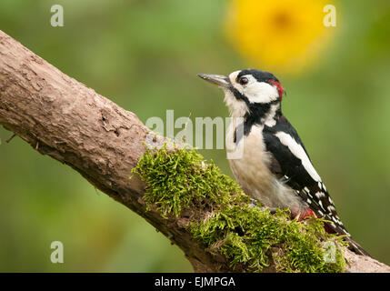 Poland,July.adult Männchen des Buntspechtes auf dem Toten Ast sitzen. Im Hintergrund sieht man eine gelbe Blume. Stockfoto