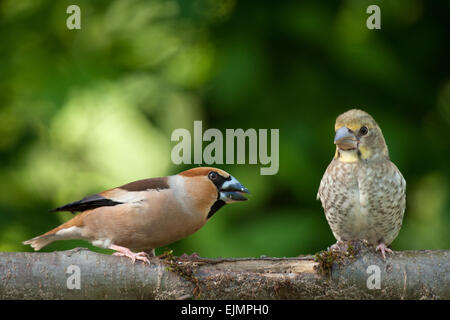 Polen in June.Female Kernbeißer mit jungen. Sie lehrt ihn, wie man Essen zu bekommen. Stockfoto