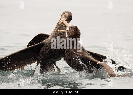 Ein paar der nördlichen Riesen Sturmvögel kämpfen mit ihren Schnäbeln. Stockfoto