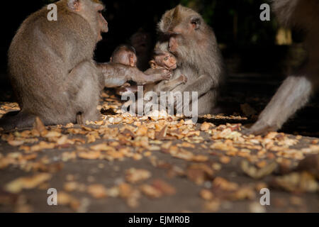 Eine Gruppe von Langschwanzmakaken (Macaca fascicularis) mit Säuglingen im Affenwald in Padang Tegal, Ubud, Gianyar, Bali, Indonesien. Stockfoto