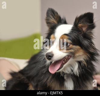 Schließen sich der Miniatur Australian Sherpard Hund sitzt auf einem Bett bedeckt in hellen Kissen Stockfoto