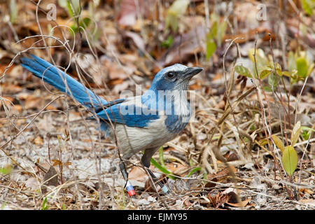 Florida Scrub Jay (Aphelocoma Coerulescens) Erwachsenen tragen wissenschaftliche Bands, stehend auf Boden in der Vegetation, Florida, USA Stockfoto