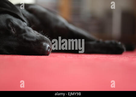 Eine junge, schwarze Labrador Retriever (weiblich, 18 Monate alt) schläft auf dem Teppich im Wohnzimmer. Deutschland. Stockfoto