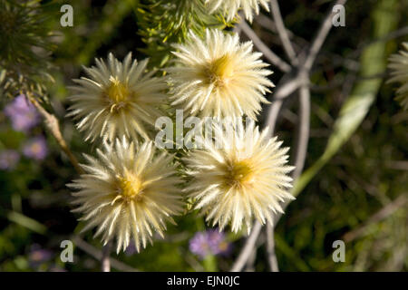 Featherhead (Phylica Pubescens), Kapprovinz, Südafrika Stockfoto