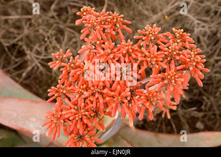 Aloe Blumen (Aloe), Kapprovinz, Südafrika Stockfoto